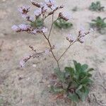 Limonium santapolense Flor