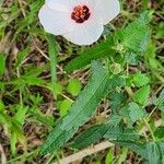 Pavonia hastata Leaf