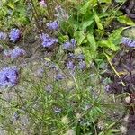 Asperula arvensis Blüte