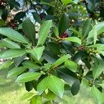 Ilex cassine Hoja