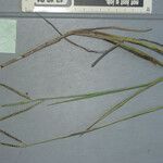 Paspalum scrobiculatum