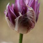 Allium junceum Flor