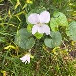 Viola blanda Leaf