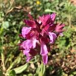 Anacamptis papilionaceaFlor