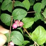 Symphoricarpos orbiculatusFrucht