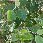 Populus albaFulla