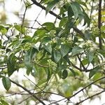 Syzygium pyrifolium ശീലം