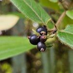 Lonicera acuminata Hedelmä