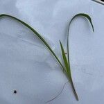 Lathyrus nissoliaЛист
