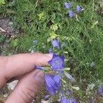 Campanula rotundifoliaFloare