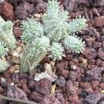 Euphorbia mammillaris Leaf