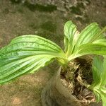 Liparis nervosa Hoja