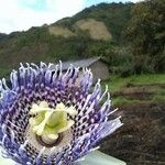 Passiflora ligularis Fleur