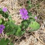 Geranium pyrenaicumFlor