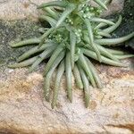 Orostachys japonica Foglia