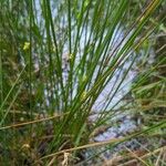 Juncus effususFlower