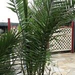 Phoenix canariensis برگ