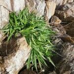 Plantago maritima برگ