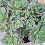 Aeonium haworthiiFlower