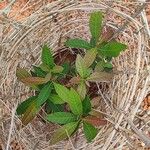 Madhuca longifolia Blatt