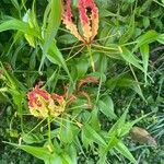 Gloriosa superbaHoja