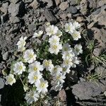 Cerastium latifolium Flor