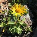 Doronicum clusii Leaf