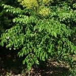 Aralia spinosa Alkat (teljes növény)