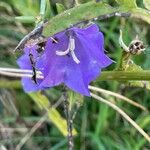 Campanula persicifoliaFlor