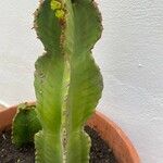 Euphorbia murielii Leht