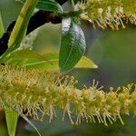 Salix caroliniana Flor