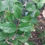 Thunbergia erecta Blad