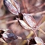 Hypericum hircinum Vrucht