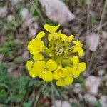 Erysimum nevadense Lorea