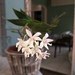 Epidendrum patens Kvet