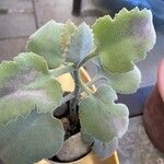 Kalanchoe beharensis पत्ता