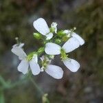Arabidopsis arenosa Flower