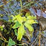 Pinguicula vulgaris葉