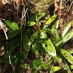 Orchis mascula Foglia