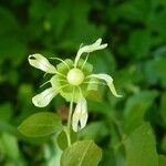 Silene baccifera Kita