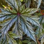 Begonia aconitifolia Blad