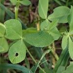 Trifolium resupinatum Листок