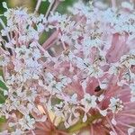 Ceanothus americanus Flower