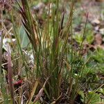 Ptilagrostis yadongensis Habit