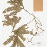 Selaginella parkeri Hoja
