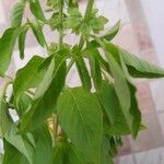 Ocimum americanum Лист