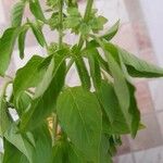 Ocimum americanum Folha