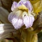 Phelipanche purpurea Fula