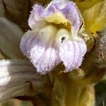 Orobanche purpurea Flower