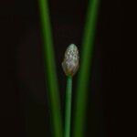 Eleocharis geniculata Flower